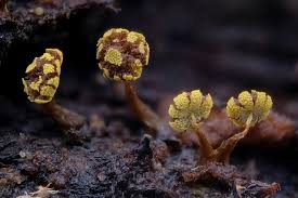 Attēlu rezultāti vaicājumam “Physarum viride var. aurantium spores”