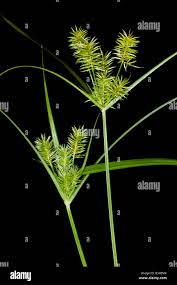 Attēlu rezultāti vaicājumam “Cyperaceae”