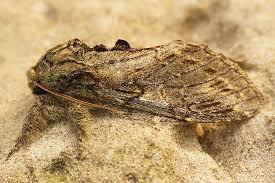 Attēlu rezultāti vaicājumam “Peridea anceps”