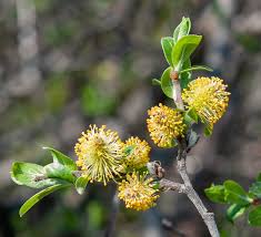 Attēlu rezultāti vaicājumam “Salix myrsinifolia”