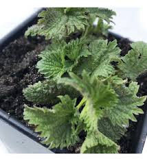 Attēlu rezultāti vaicājumam “Urtica dioica fruit”