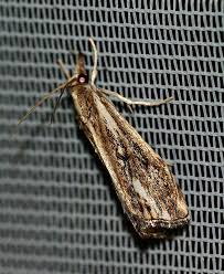 Attēlu rezultāti vaicājumam “Catoptria verellus”