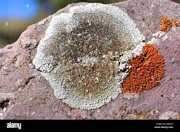 Attēlu rezultāti vaicājumam “Lecanora muralis”