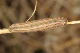 Attēlu rezultāti vaicājumam “Leucania comma”