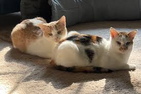 Image result for Butts Ash Badminton Club