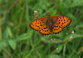 Attēlu rezultāti vaicājumam “Brenthis ino”