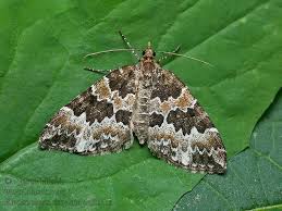 Attēlu rezultāti vaicājumam “Electrophaes corylata”