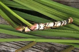 Attēlu rezultāti vaicājumam “Acorus calamus leaf”