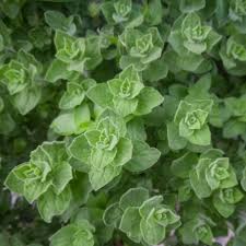 Image result for Origanum vulgare