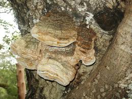 Attēlu rezultāti vaicājumam “Phellinus robustus”