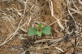 Attēlu rezultāti vaicājumam “Calystegia sepium fruit”
