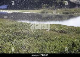 Attēlu rezultāti vaicājumam “Tanytarsus”