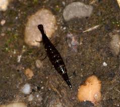 Attēlu rezultāti vaicājumam “Dytiscidae”