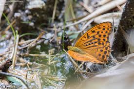 Attēlu rezultāti vaicājumam “Argynnis paphia”