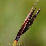 Attēlu rezultāti vaicājumam “Schoenus ferrugineus fruit”