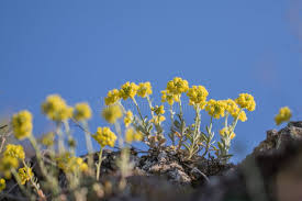 Attēlu rezultāti vaicājumam “Alyssum gmelinii”