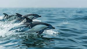 Image result for Leucopleurus acutus