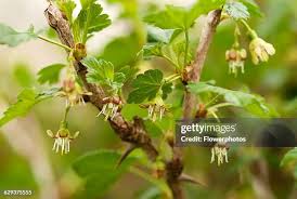 Attēlu rezultāti vaicājumam “Ribes uva-crispa leaf”