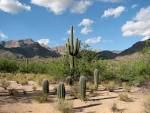 File:Bear Canyon Trail at Sabino Canyon.jpg - Wikipedia, the free ...