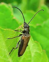 Attēlu rezultāti vaicājumam “Anogcodes melanurus”