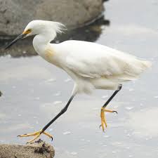 Image result for Egretta thula