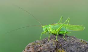 Attēlu rezultāti vaicājumam “Orthoptera”