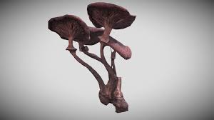 Attēlu rezultāti vaicājumam “Armillaria mellea”