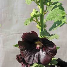 Attēlu rezultāti vaicājumam “Alcea rosea bud”