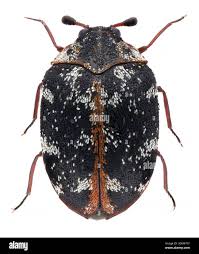 Attēlu rezultāti vaicājumam “Anthrenus sp. imago”
