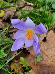 Attēlu rezultāti vaicājumam “Crocus speciosus”