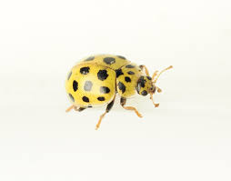 Attēlu rezultāti vaicājumam “Psyllobora vigintiduopunctata”