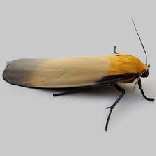 Attēlu rezultāti vaicājumam “Lithosia quadra male”