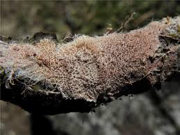 Attēlu rezultāti vaicājumam “Steccherinum fimbriatum”