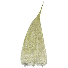 Attēlu rezultāti vaicājumam “Herzogiella seligeri”