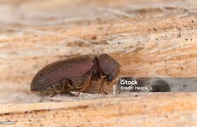 Attēlu rezultāti vaicājumam “Anobium pertinax”