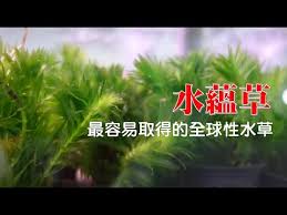 「水蘊草」的圖片搜尋結果