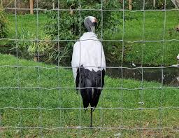 Image result for Heathervale Fc