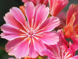 Image result for Bitterwurz