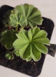 Attēlu rezultāti vaicājumam “Alchemilla vulgaris aggr. leaf”