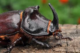 Attēlu rezultāti vaicājumam “Oryctes nasicornis male”