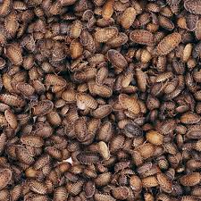 Attēlu rezultāti vaicājumam “Badhamia dubia”