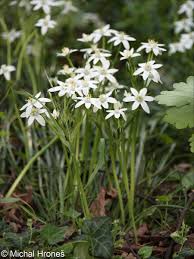 Attēlu rezultāti vaicājumam “Ornithogalum umbellatum flower”