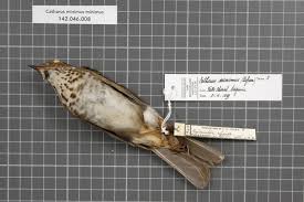 Image result for Catharus minimus