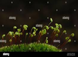 Attēlu rezultāti vaicājumam “Ceratodon purpureus sporophyte”