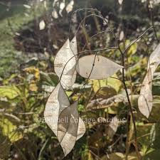 Attēlu rezultāti vaicājumam “Lunaria rediviva bud”