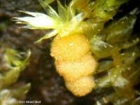 Attēlu rezultāti vaicājumam “Bactridium flavum”