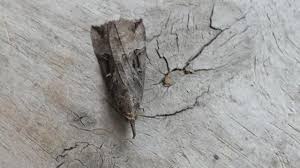 Attēlu rezultāti vaicājumam “Hypena rostralis”