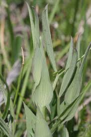 Attēlu rezultāti vaicājumam “Lathyrus pratensis leaf”