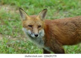 Attēlu rezultāti vaicājumam “Vulpes vulpes  juvenile”