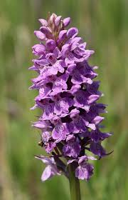 Attēlu rezultāti vaicājumam “Dactylorhiza majalis subsp. baltica leaf”